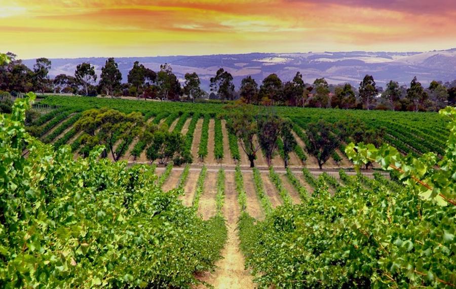 Organic Wine Trail Organic Wine Trail image